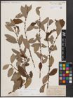 Foto von Salix caprea L.